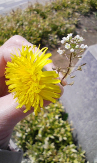 ���������(��)