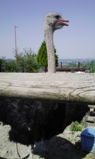 �A�x�ŏI��